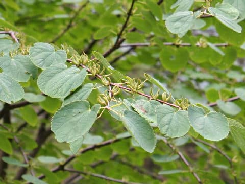 Cercidiphyllum magnificum