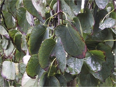 Cercidiphyllum magnificum