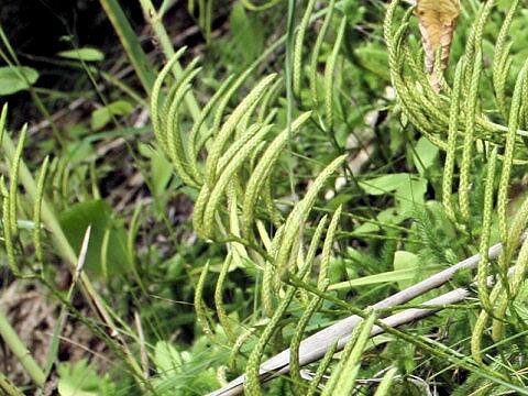 Lycopodium clavatum