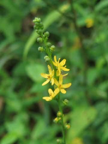 Agrimonia nipponica