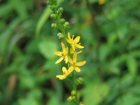 Agrimonia nipponica