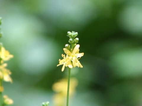 Agrimonia nipponica