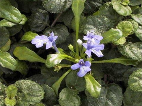 Ajuga pygmaea