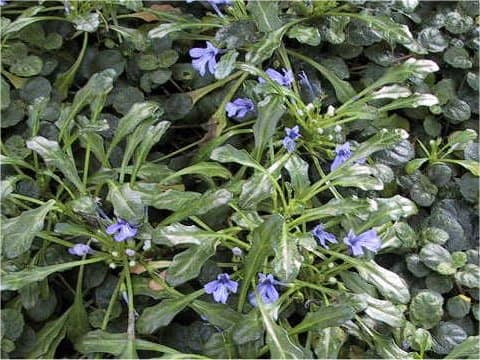 Ajuga pygmaea