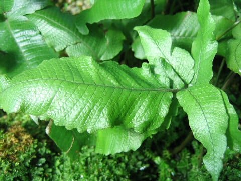 Thelypteris simplex