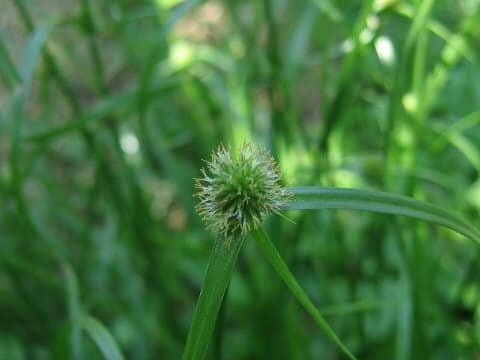 Cyperus brevifolius var. leiolepis