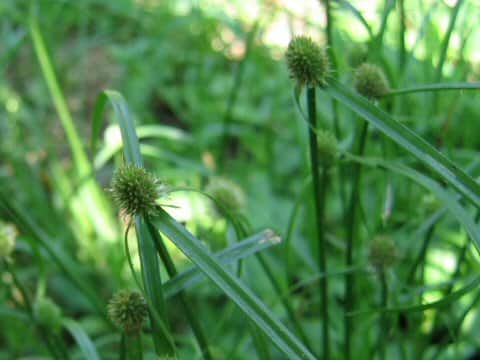 Cyperus brevifolius var. leiolepis