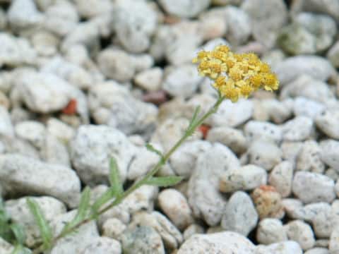 Achillea tomentosa