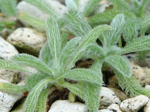 Achillea tomentosa