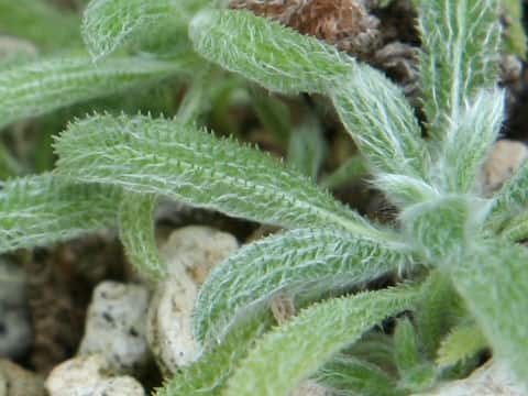 Achillea tomentosa