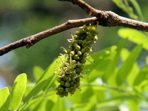 Gleditsia japonica var. stenocarpa