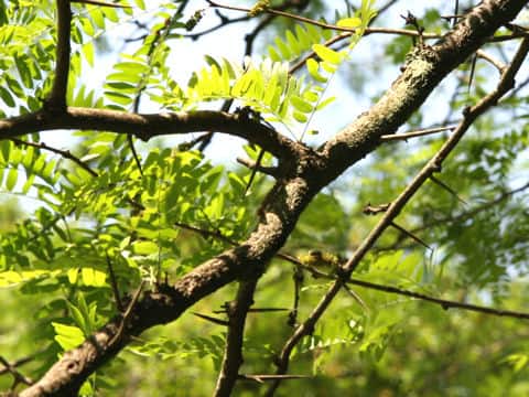 Gleditsia japonica var. stenocarpa
