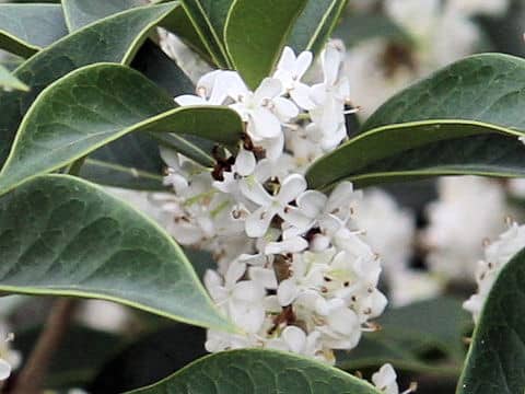 Osmanthus x fortunei