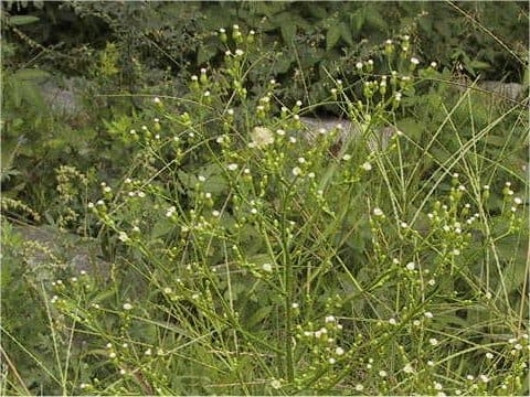 Erigeron canadensis