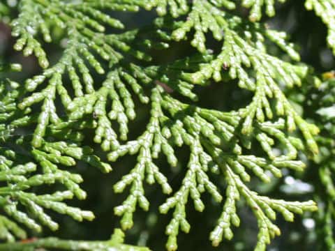 Chamaecyparis obtusa
