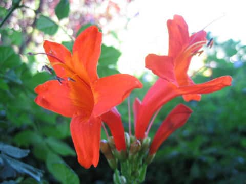 Tecomaria capensis