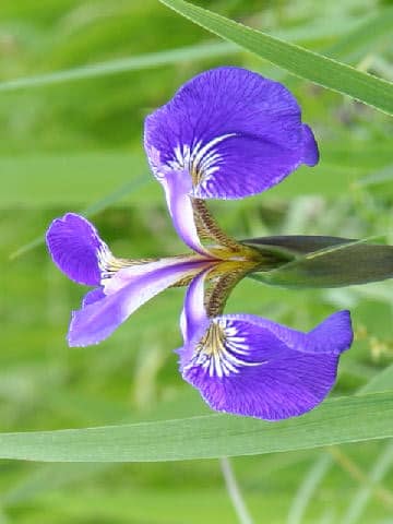 Iris setosa