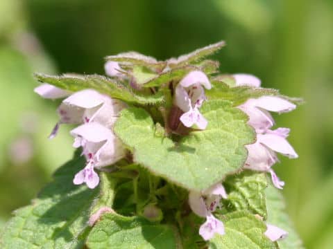 姫踊子草(ヒメオドリコソウ)はどんな植物？ わかりやすく解説