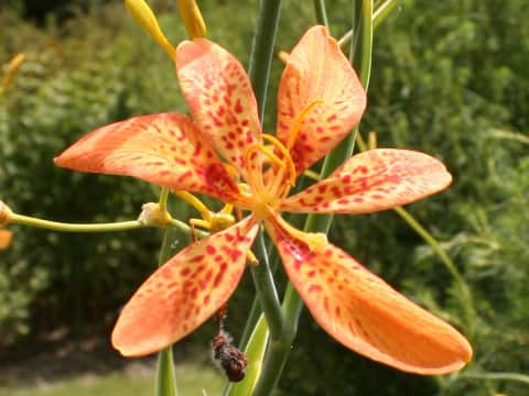 Belamcanda chinensis