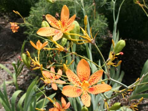 Belamcanda chinensis