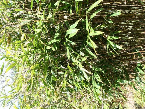 Sasaella hidaensis