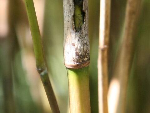 Sasaella hidaensis