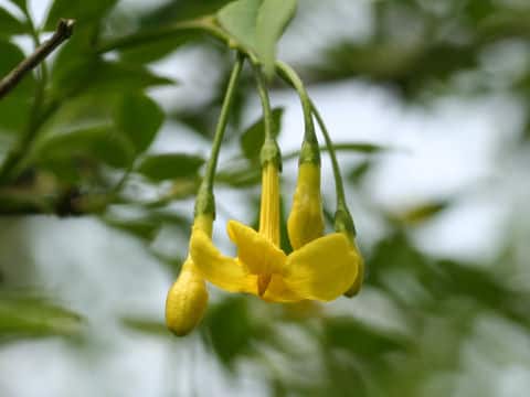 Jasminum humile var. humile