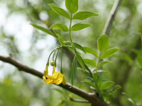 Jasminum humile var. humile