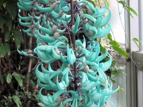 Strongylodon macrobotrys