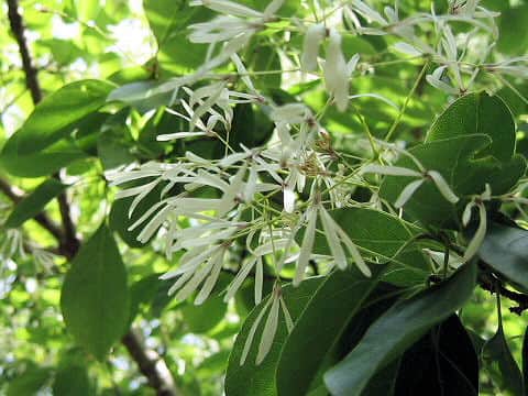 Chionanthus retusa
