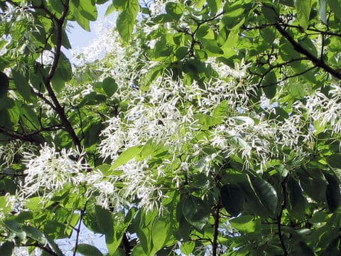 Chionanthus retusa