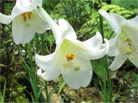 Lilium formosanum var．pricei