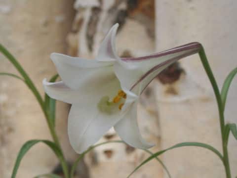 Lilium formosanum var．pricei