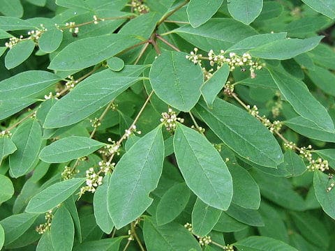 Securinega suffruticosa var. japonica