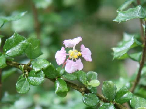 Malpighia coccigera