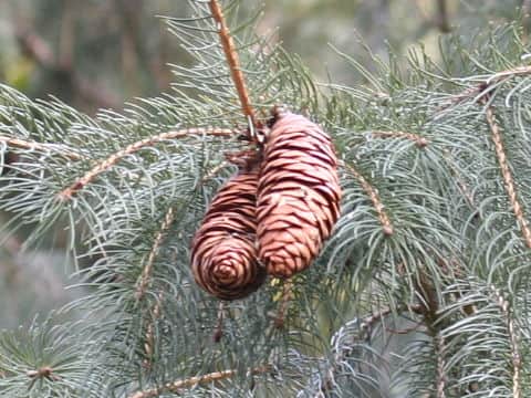 Picea smithiana