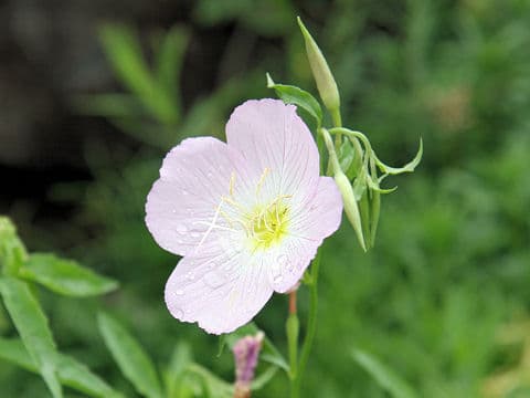 Oenothera speciosa