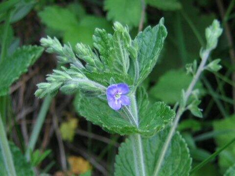 Veronica melissaefolia