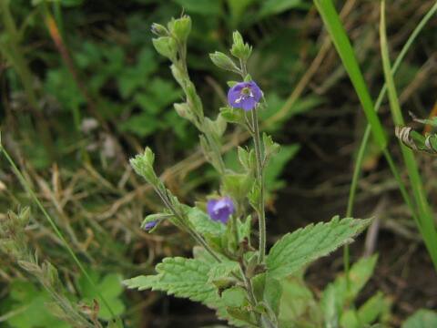 Veronica melissaefolia