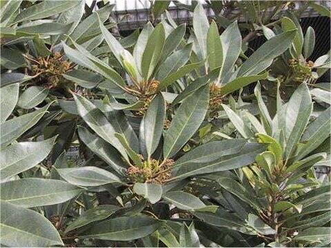Daphniphyllum teijismannii