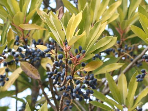 Daphniphyllum teijismannii