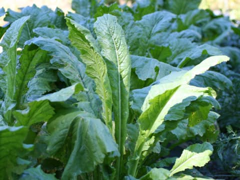 Brassica campestris var. glabra
