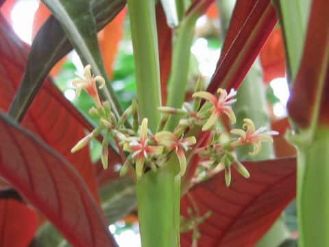 Hoffmannia ghiesbreghtii