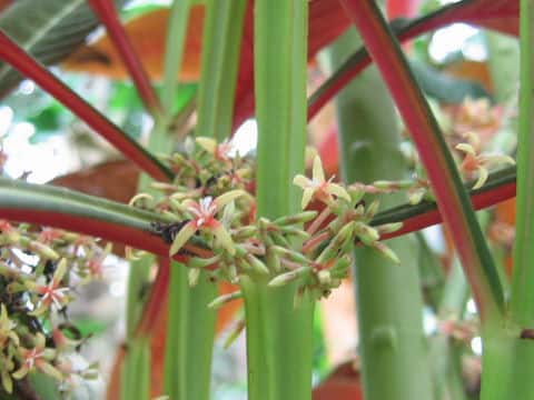 Hoffmannia ghiesbreghtii