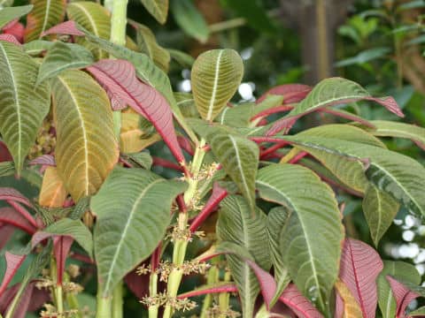 Hoffmannia ghiesbreghtii