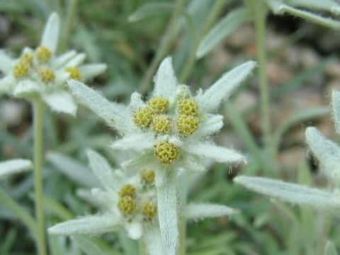 Leontopodium fauriei var. angustifolium
