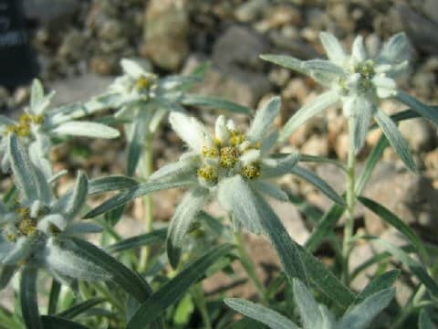 Leontopodium fauriei var. angustifolium