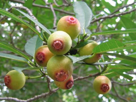 Ficus erecta var. sieboldii