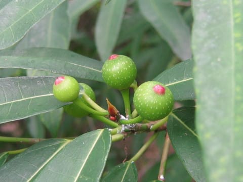 Ficus erecta var. sieboldii