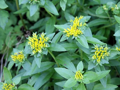 Sedum aizoon var. aizoon